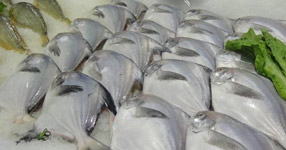 海鲜进口报关涉及哪些物种